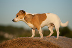 Jack Russell Terrier