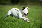 young Jack Russell Terrier