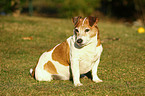 Jack Russell Terrier