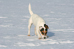 young Jack Russell Terrier in the snow