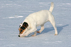 young Jack Russell Terrier in the snow