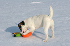 young Jack Russell Terrier in the snow