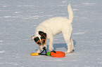 young Jack Russell Terrier in the snow