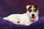 young Jack Russell Terrier