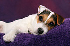 cute young Jack Russell Terrier