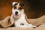 young Jack Russell Terrier