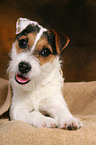 young Jack Russell Terrier
