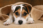tired young Jack Russell Terrier