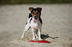 standing Jack Russell Terrier