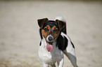 Jack Russell Terrier Portrait