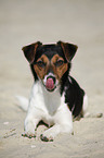 lying Jack Russell Terrier