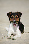 lying Jack Russell Terrier