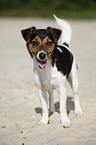 standing Jack Russell Terrier