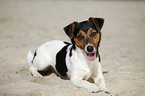 lying Jack Russell Terrier