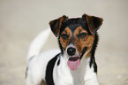 Jack Russell Terrier Portrait