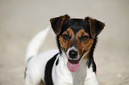 Jack Russell Terrier Portrait