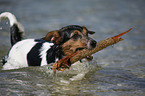 bathing Jack Russell Terrier