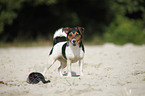 standing Jack Russell Terrier