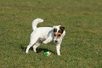 playing Jack Russell Terrier