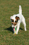 playing Jack Russell Terrier