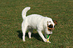 playing Jack Russell Terrier