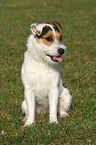 sitting Jack Russell Terrier