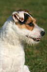 Jack Russell Terrier Portrait