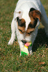 playing Jack Russell Terrier