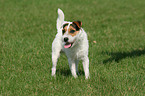 standing Jack Russell Terrier