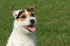 Jack Russell Terrier Portrait