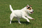 running Jack Russell Terrier