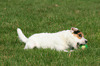 Jack Russell Terrier with toy