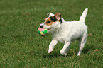 playing Jack Russell Terrier