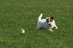 playing Jack Russell Terrier