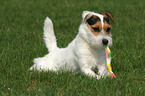 playing Jack Russell Terrier