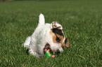 playing Jack Russell Terrier