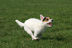 running Jack Russell Terrier