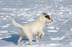 standing Jack Russell Terrier