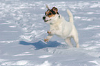 running Jack Russell Terrier