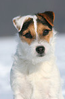 Jack Russell Terrier Portrait