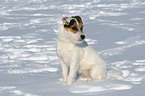 sitting Jack Russell Terrier in the snow