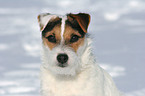 Jack Russell Terrier Portrait