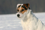 Jack Russell Terrier Portrait