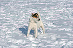 standing Jack Russell Terrier in the snow