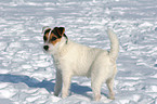 standing Jack Russell Terrier in the snow