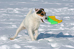 playing Jack Russell Terrier in the snow