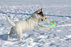 playing Jack Russell Terrier in the snow