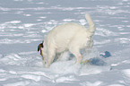 digging Jack Russell Terrier in the snow