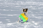 playing Jack Russell Terrier in the snow