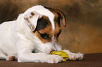 eating Jack Russell Terrier